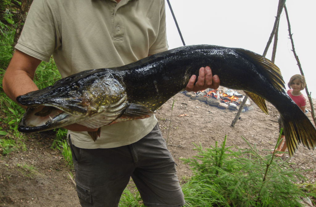 fiske gädda